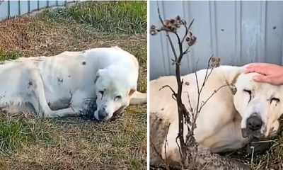 For two long years, he spent every day in front of the house waiting for his owner to return in vain