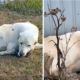 For two long years, he spent every day in front of the house waiting for his owner to return in vain